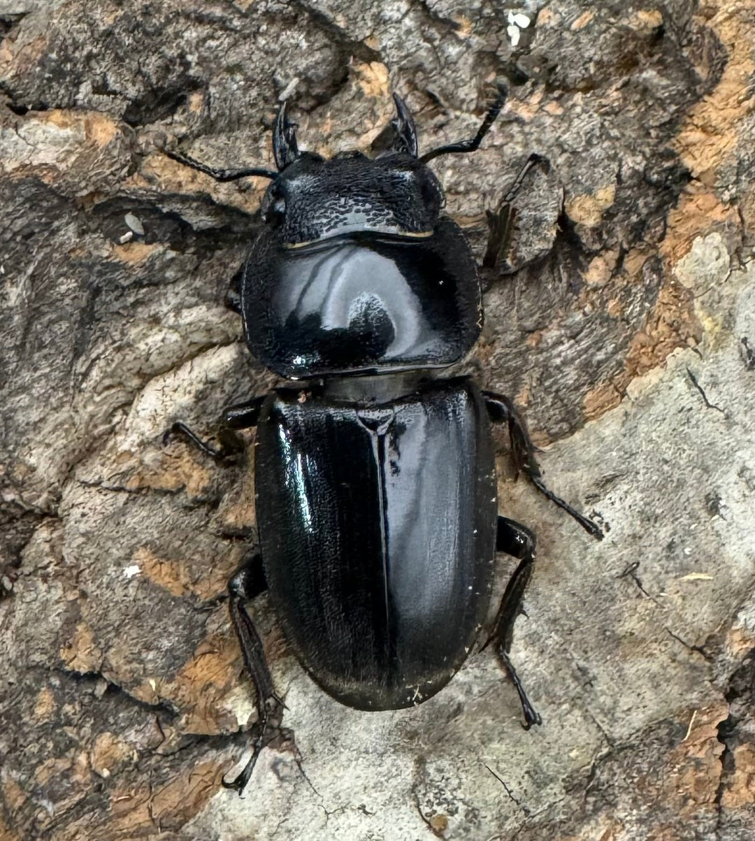 【WD】《西ペレンオオヒラタ 82.5mm ペア》