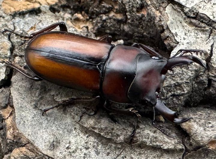 【WD】《エレガントゥルスコクワ原名亜種 Free ペア》