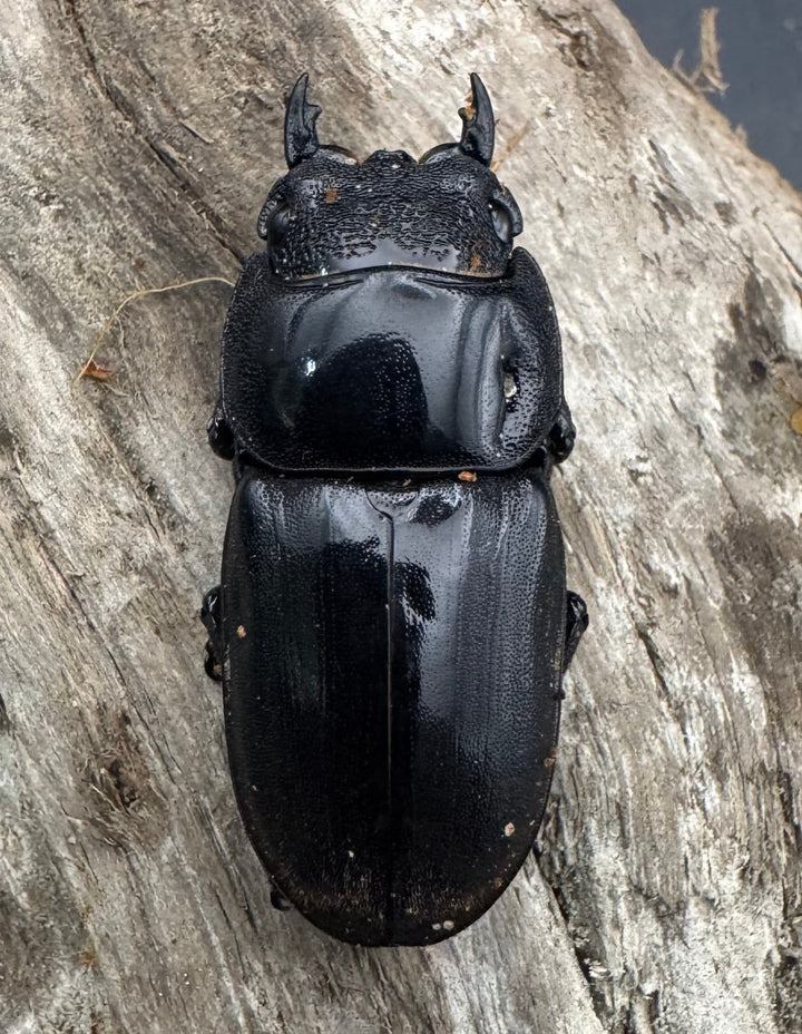 【WD】《スマトラオオヒラタ アチェ産 86mm ペア》