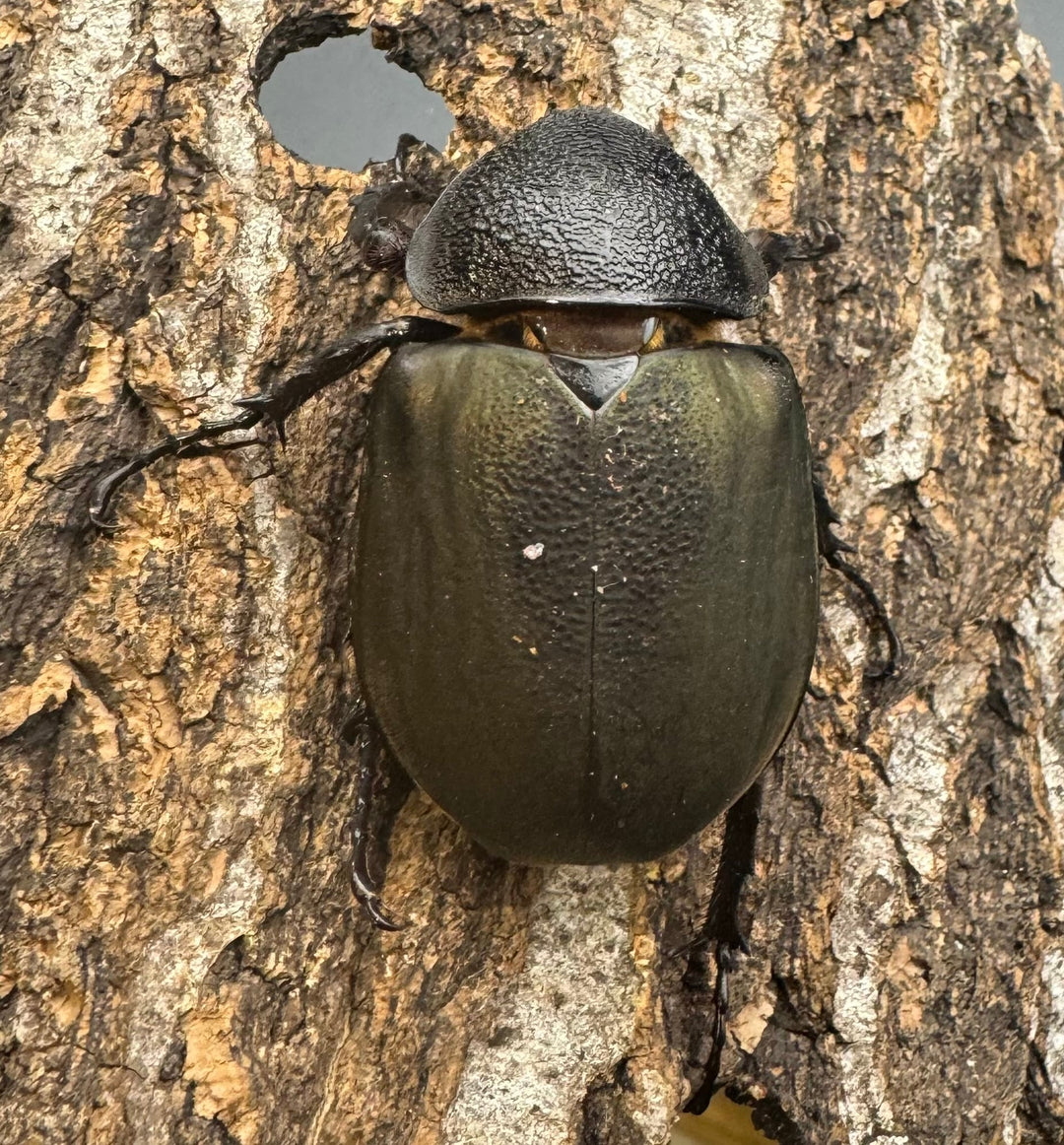 【WD】《ミンダナオアトラスオオカブト 88mm A’品ペア+おまけB♀単付き》