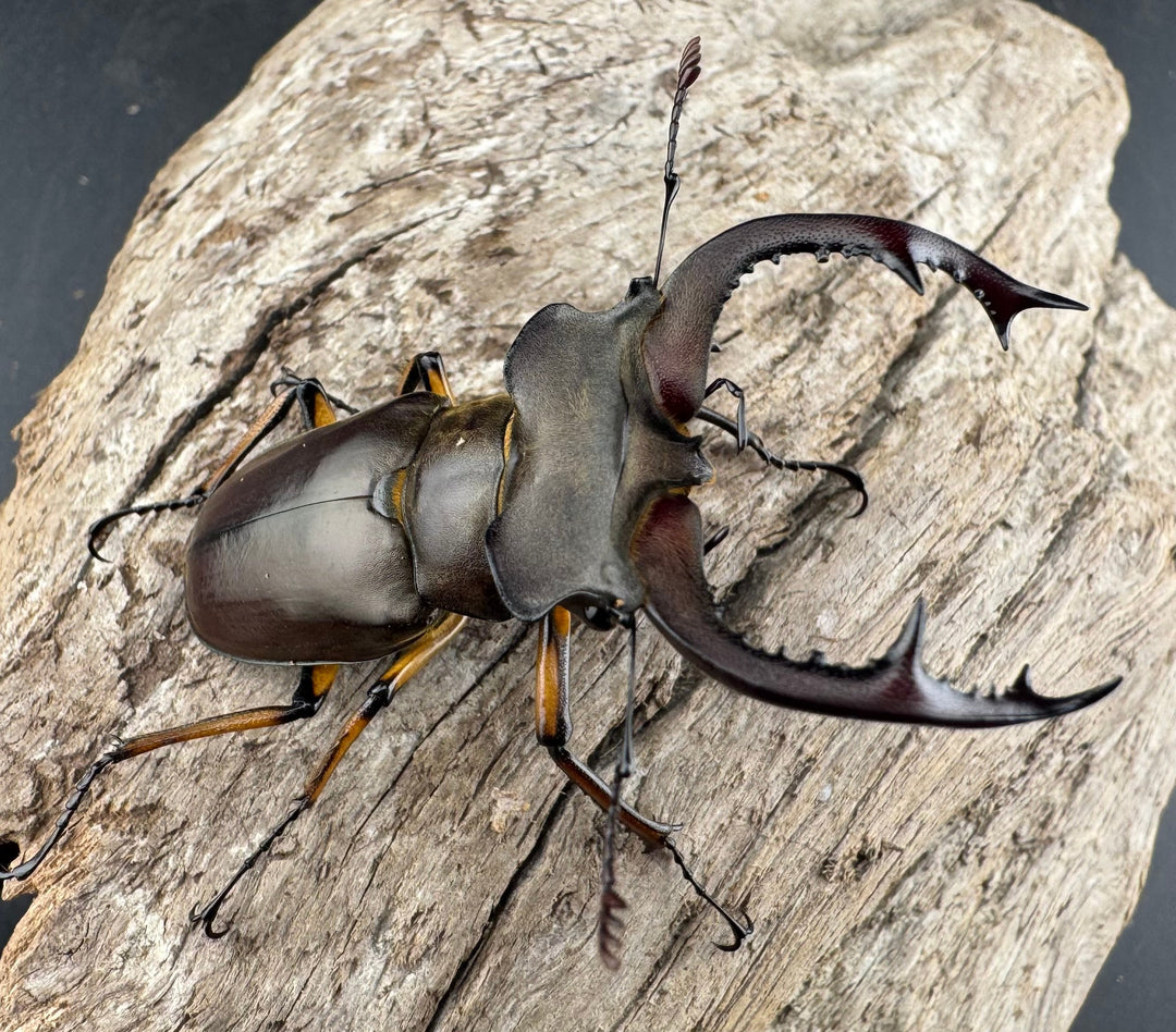 【WD】《フェアメイルミヤマ 雅安市産 54mm ペア》