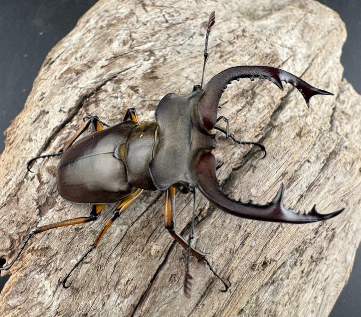 【WD】《フェアメイルミヤマ 雅安市産 54mm ペア》