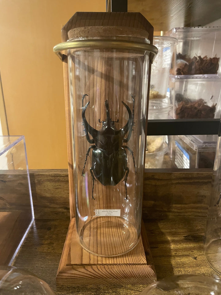 インテリア標本《コーカサスオオカブト♂》