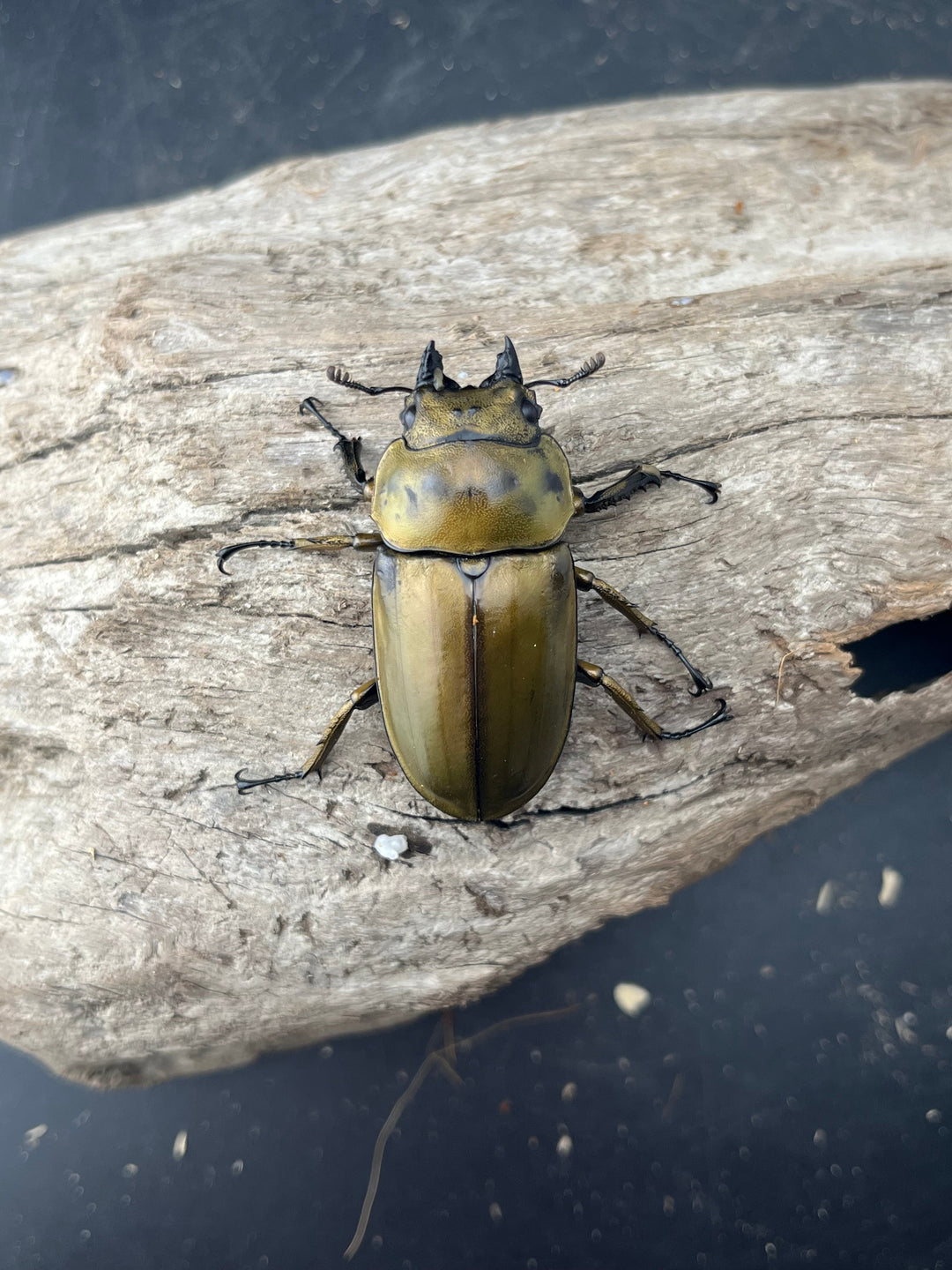 【F0】《ローゼンベルグオウゴンオニクワガタ 46mm ♀単》