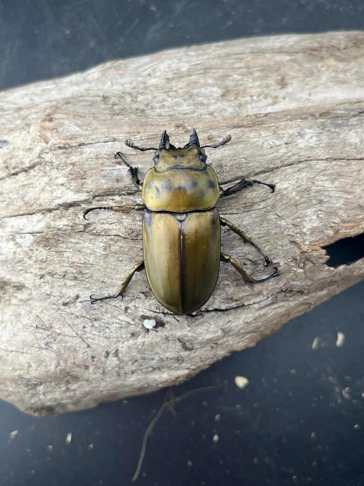 【F0】《ローゼンベルグオウゴンオニクワガタ 46mm ♀単》