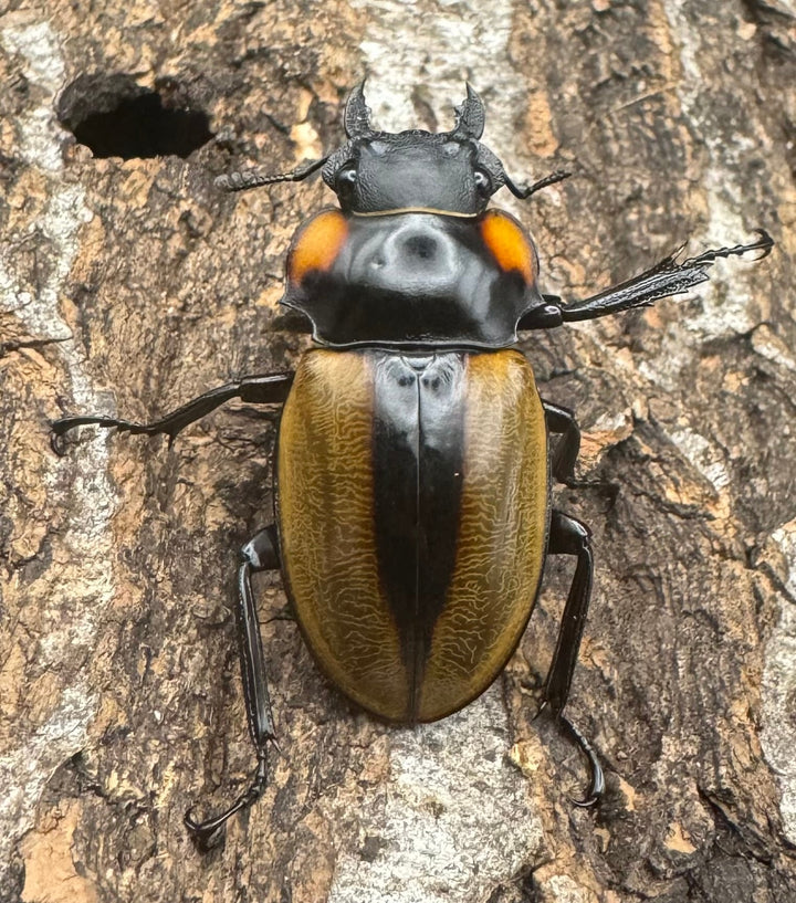 【WD】《ラコダールツヤクワガタ ブラスタギ産 76mm ペア》