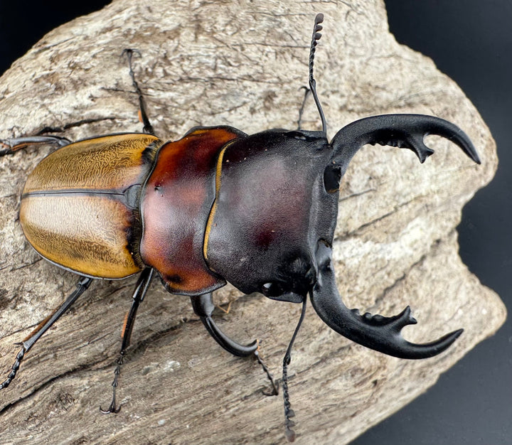 【WD】《ゾンメルツヤクワガタ 57.5mm ペア》