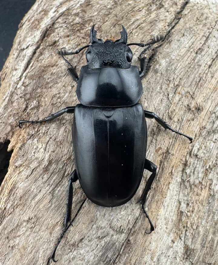 【WD】《 ギラファノコギリ亜種ケイスケ 95.5mm ペア》