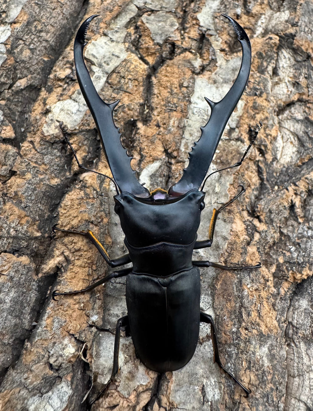 《メタリフェルホソアカ ブラックカラー 81mm ペア》