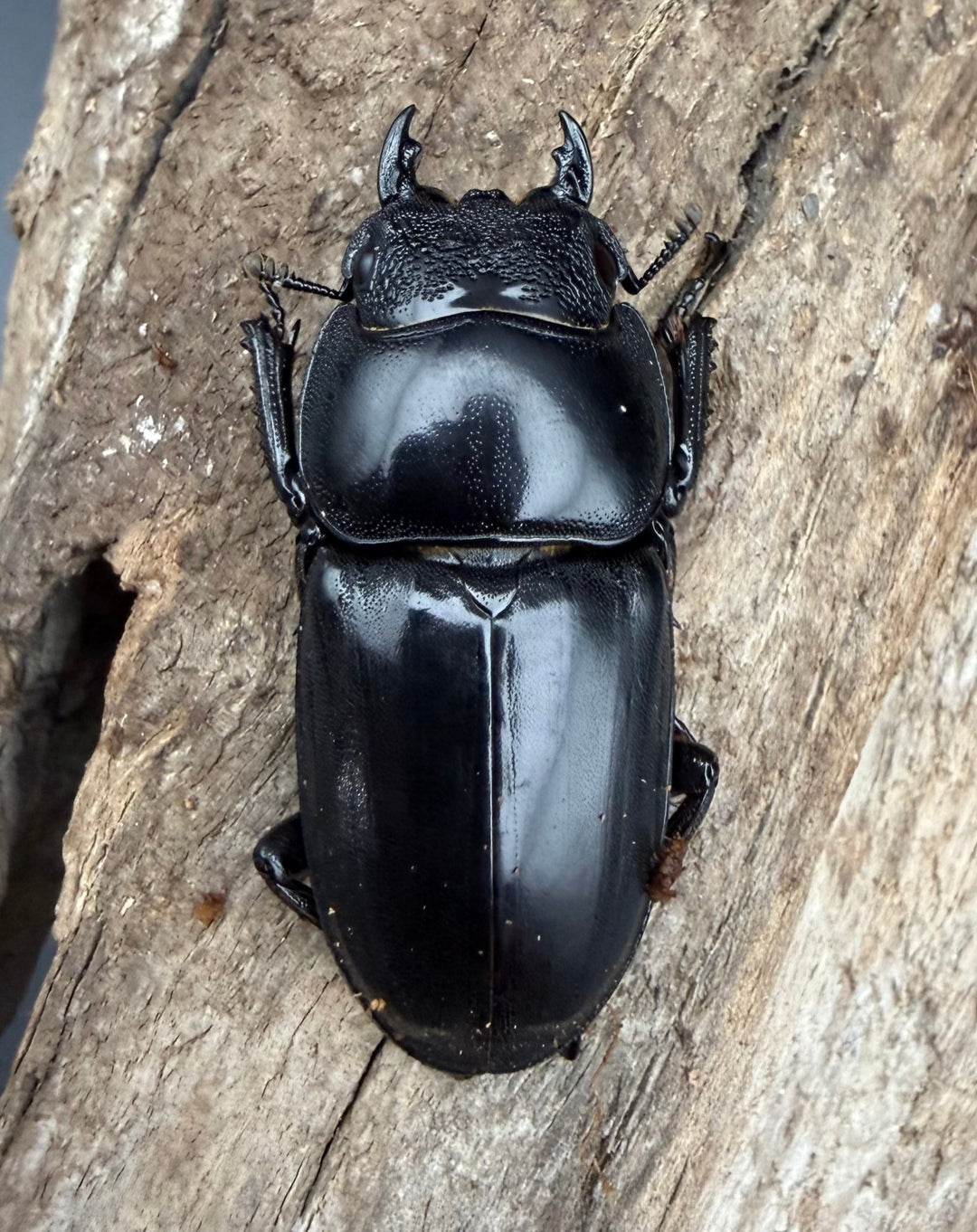 【WD】《パラワンオオヒラタ マンタリンガハン産 97mm ペア》