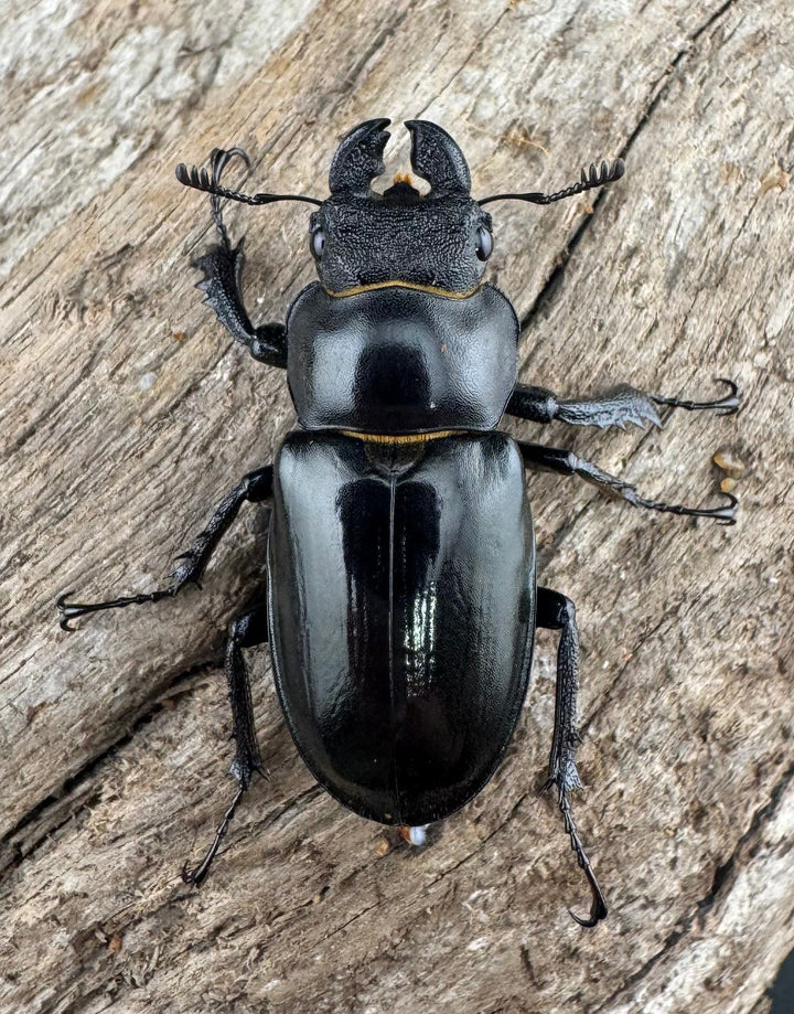 【WD】《デューベイアヌスミヤマ ssp. 60mm ペア》