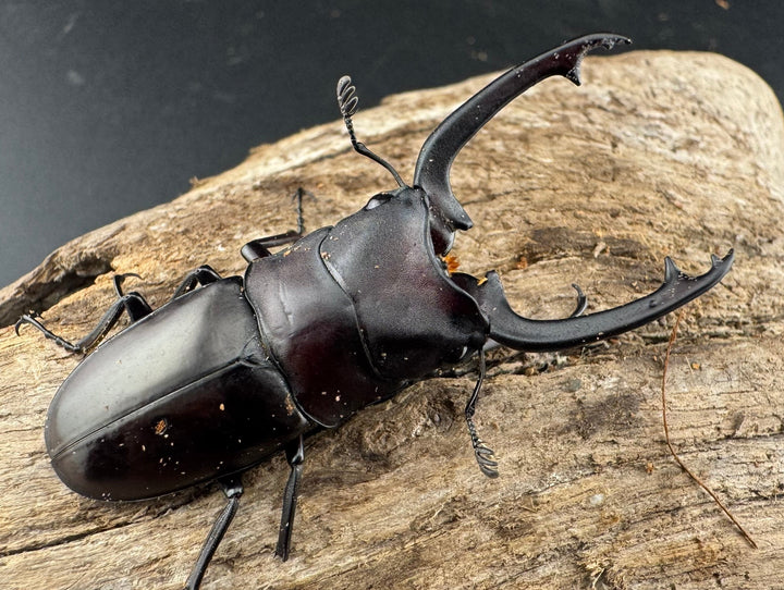 【WD】《ブッダノコギリ フィリピン北部亜種 51.5mm A'品ペア》