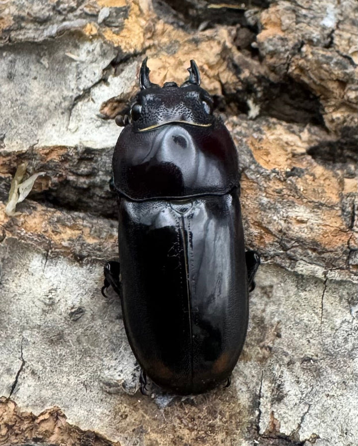 【WF1】《ビシグナートゥスコクワ APDV産 38mm ペア》Moro氏ブリード個体