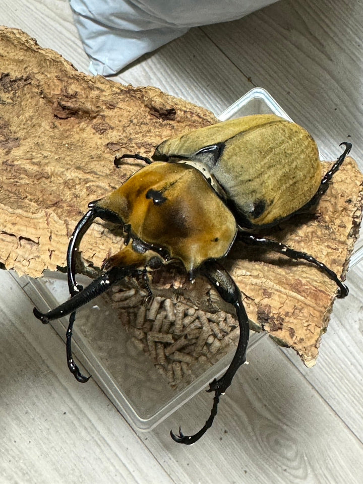 種親大型《エレファスゾウカブト 幼虫3頭セット》