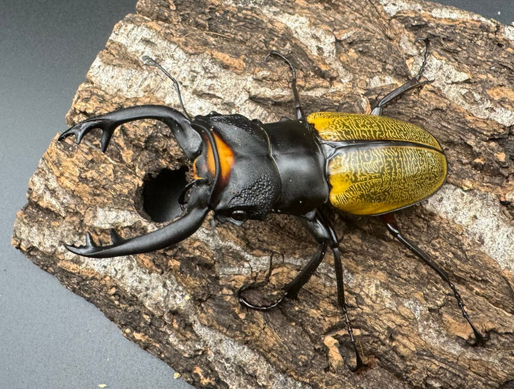 【WD】《スペクタビリスツヤクワガタ 76mm ペア》