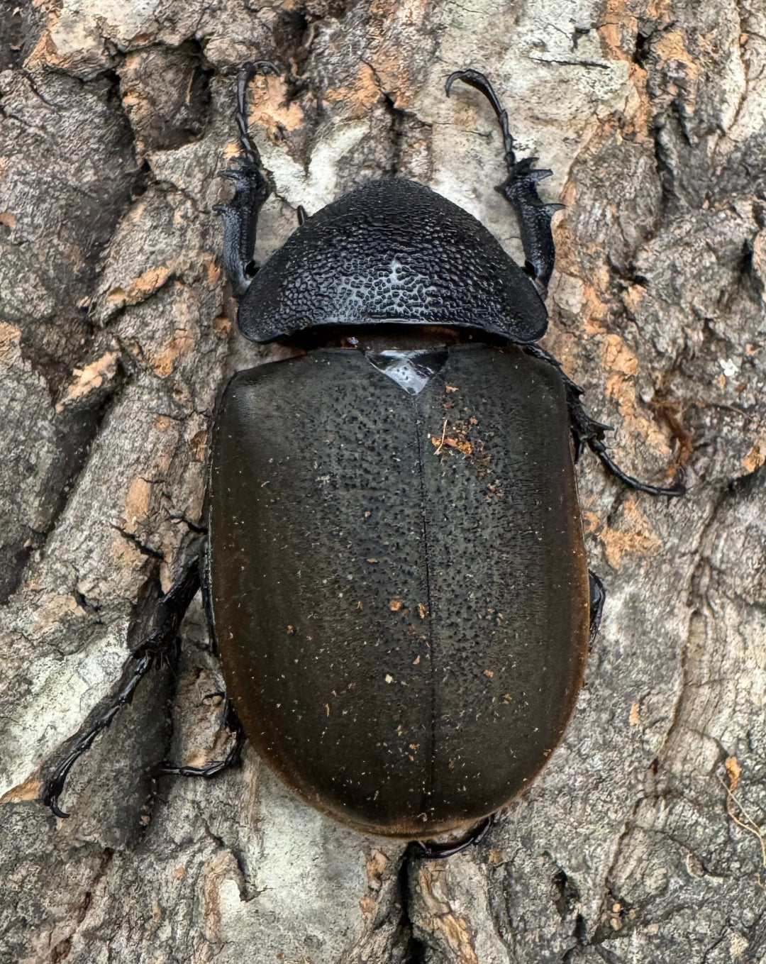 【WD】大型《ジャワコーカサスオオカブト 111mm A'品ペア》