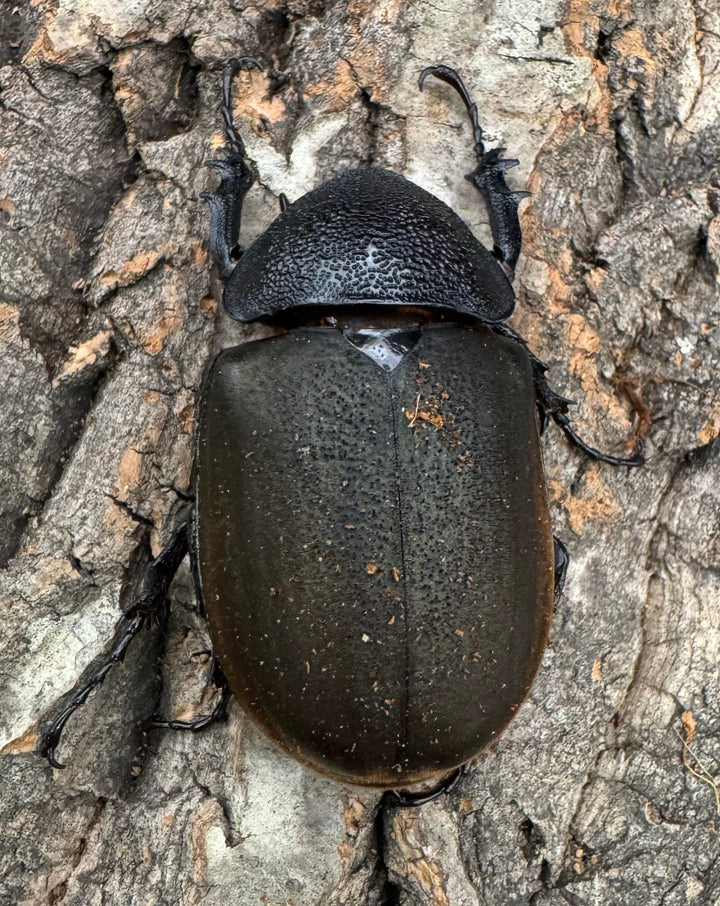 【WD】大型《ジャワコーカサスオオカブト 111mm A'品ペア》