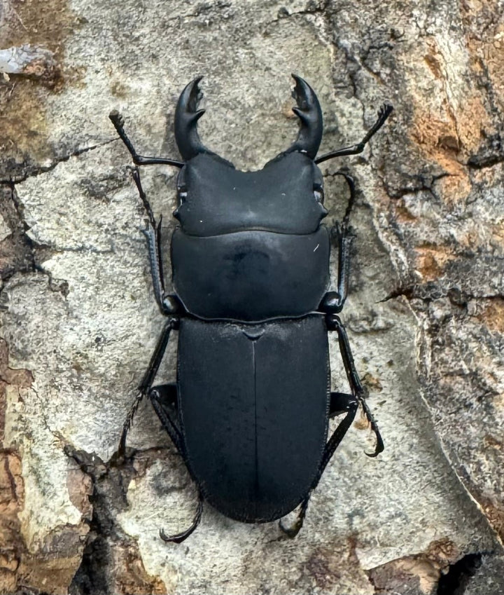 【WF2】《メタドルクス ロトゥンダトゥス ♂単》