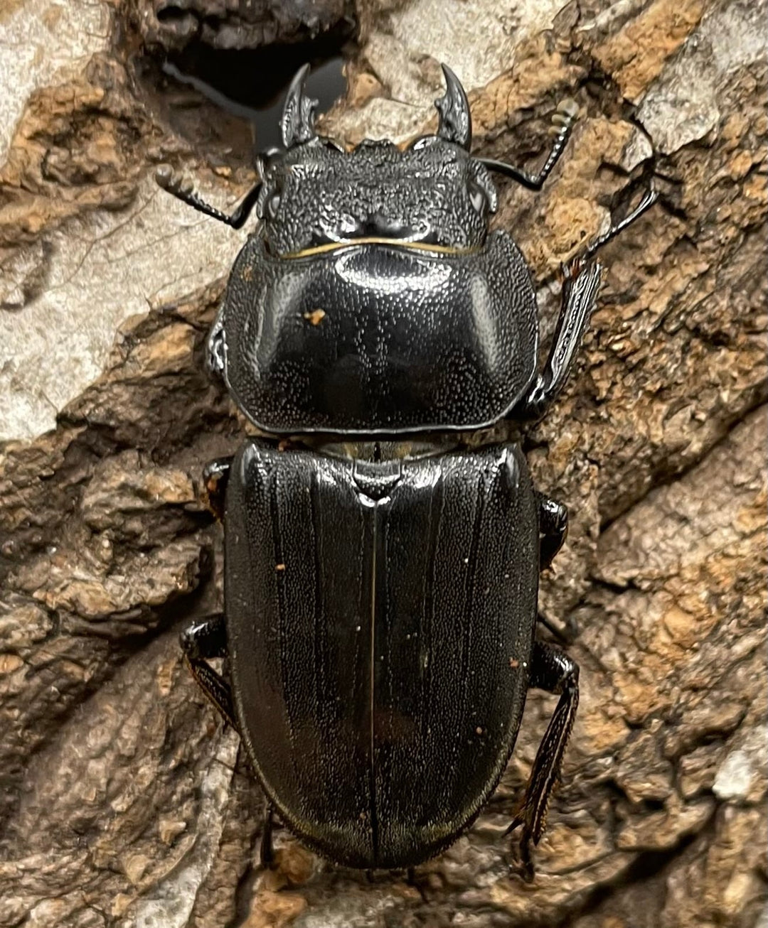 【WD】大型《カマリネスヒラタ 97mm ペア》