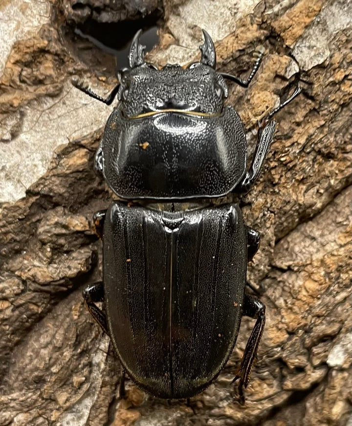 【WD】大型《カマリネスヒラタ 97mm ペア》