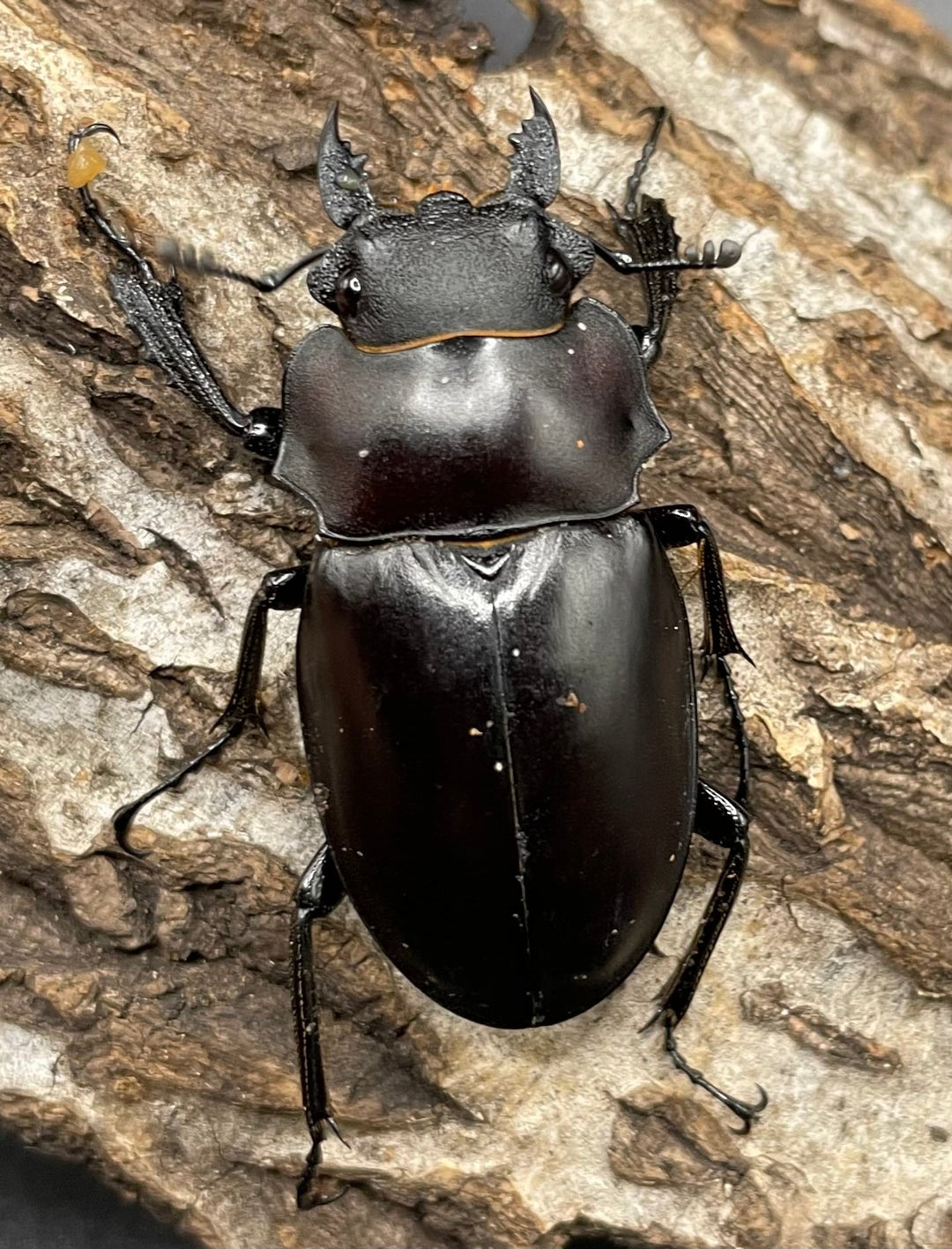 【WD】《アルケスツヤクワガタ 81mm A’品ペア》