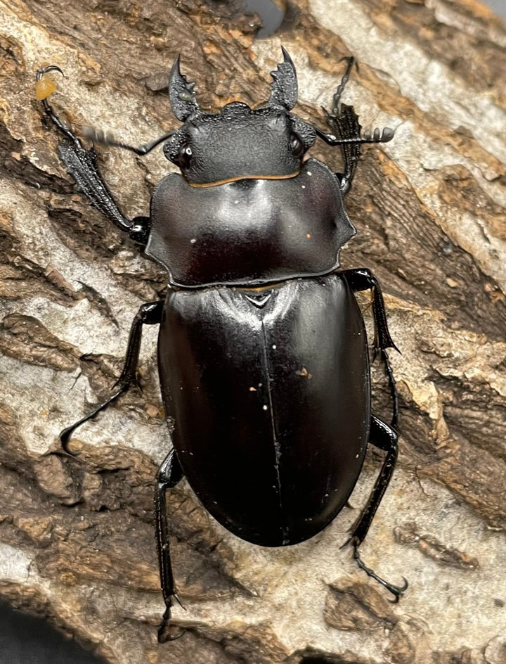 【WD】《アルケスツヤクワガタ 81mm A’品ペア》