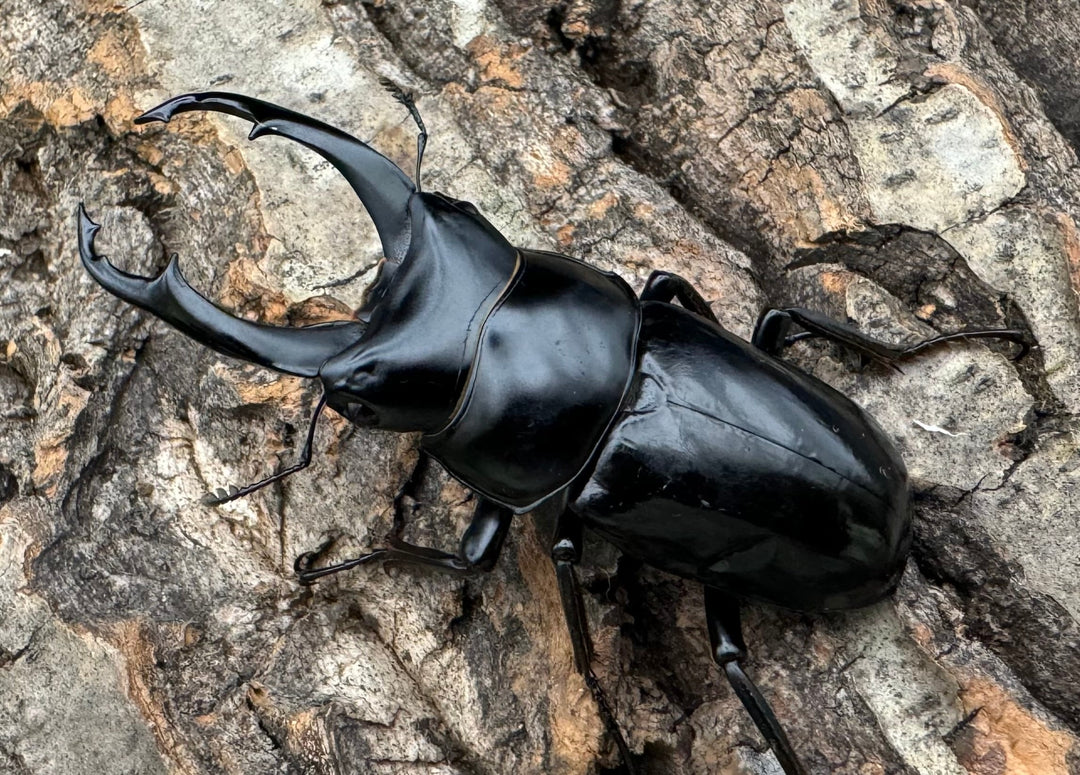 【WD】《ネパレンシス ssp. チベット産 58.5mm ♂♀♀トリオ》