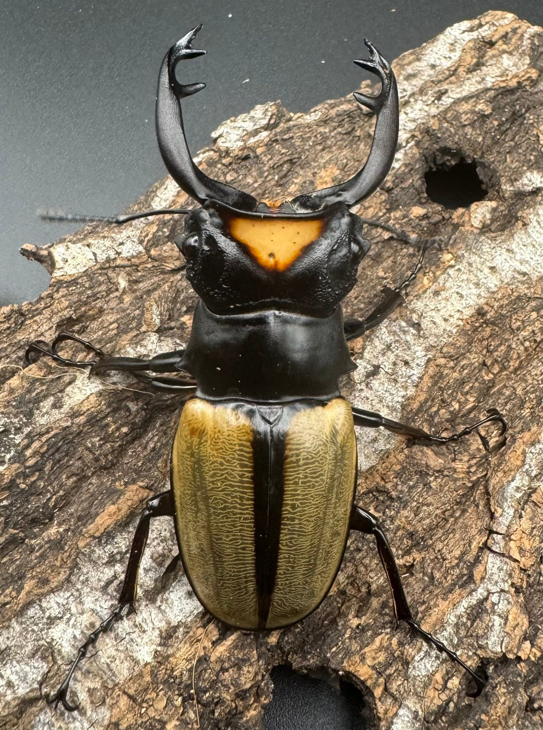 【WD】《ラコダールツヤクワガタ ブラスタギ産 72.5mm ペア》