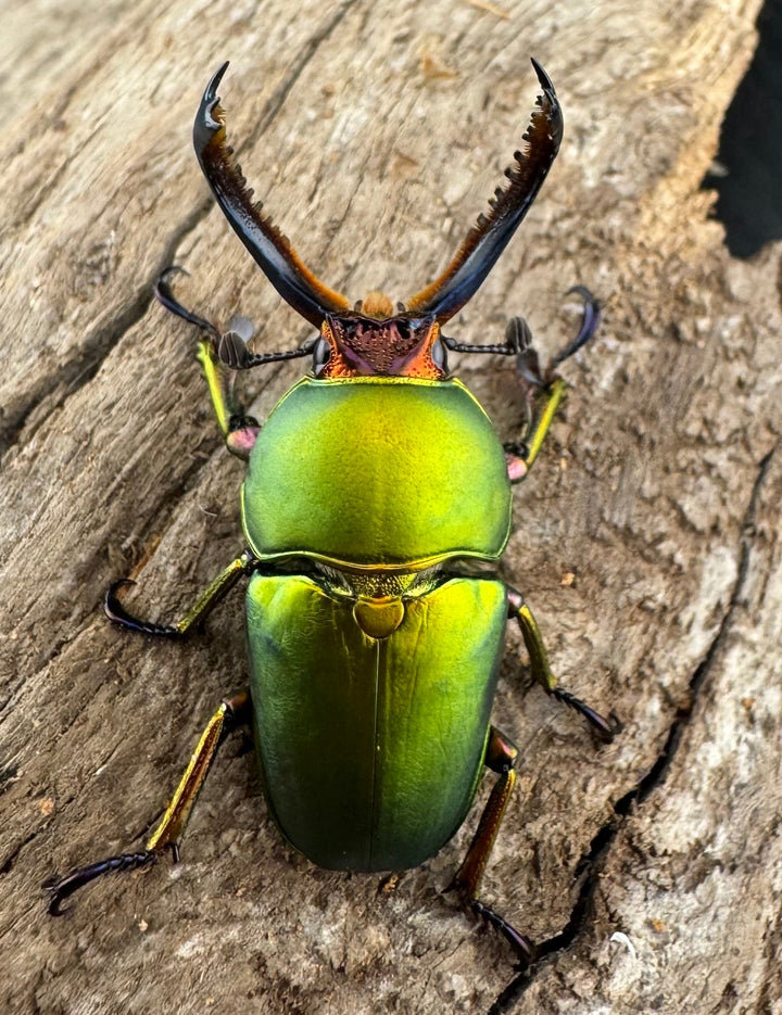 【WD】《パプアキンイロクワガタ アルファック産 35mm ペア》