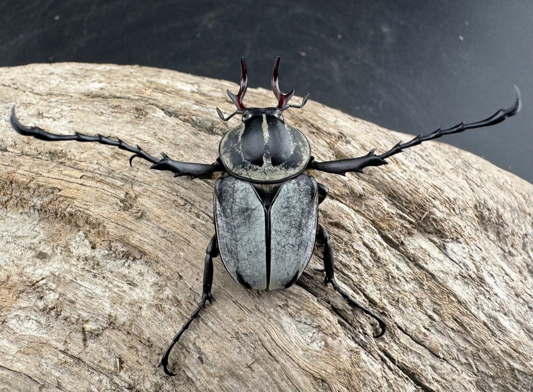 【WD】《アダムスツノハナムグリ Free ペア》②