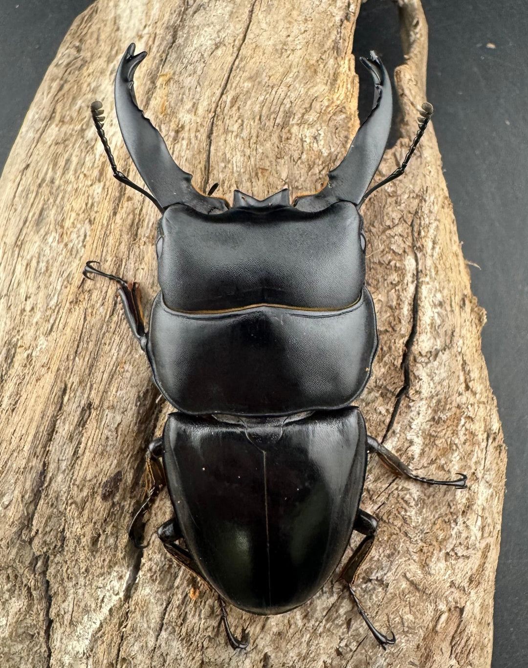 【WD】《アルキデスヒラタ ベンクール産 長歯 77mm ペア》