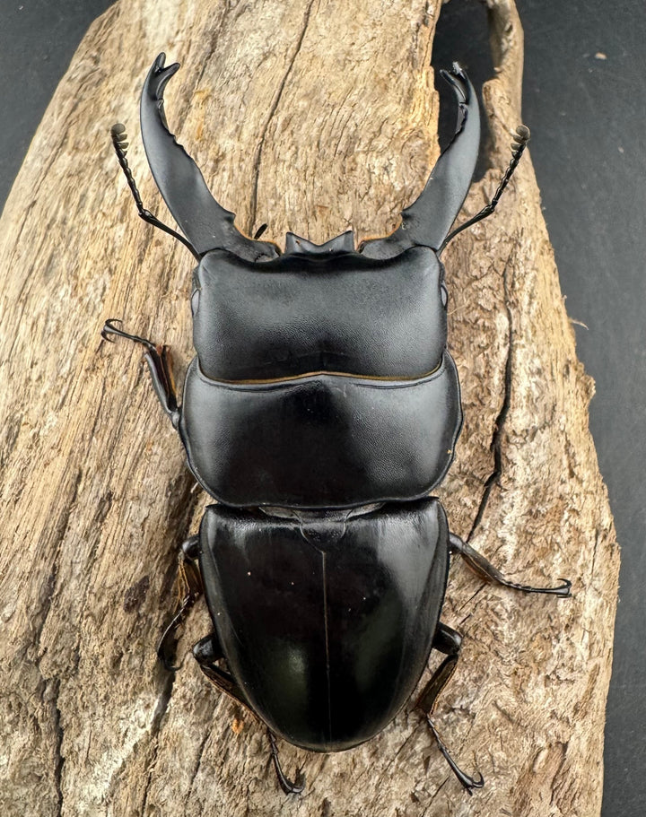 【WD】《アルキデスヒラタ ベンクール産 長歯 77mm ペア》