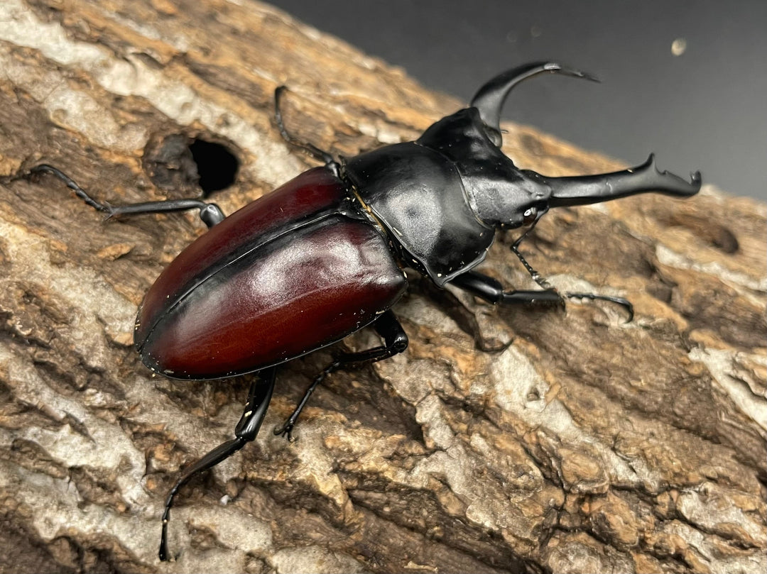 【WD】《雲南産ドンキエルコクワ原名亜種 76mm ♂単》