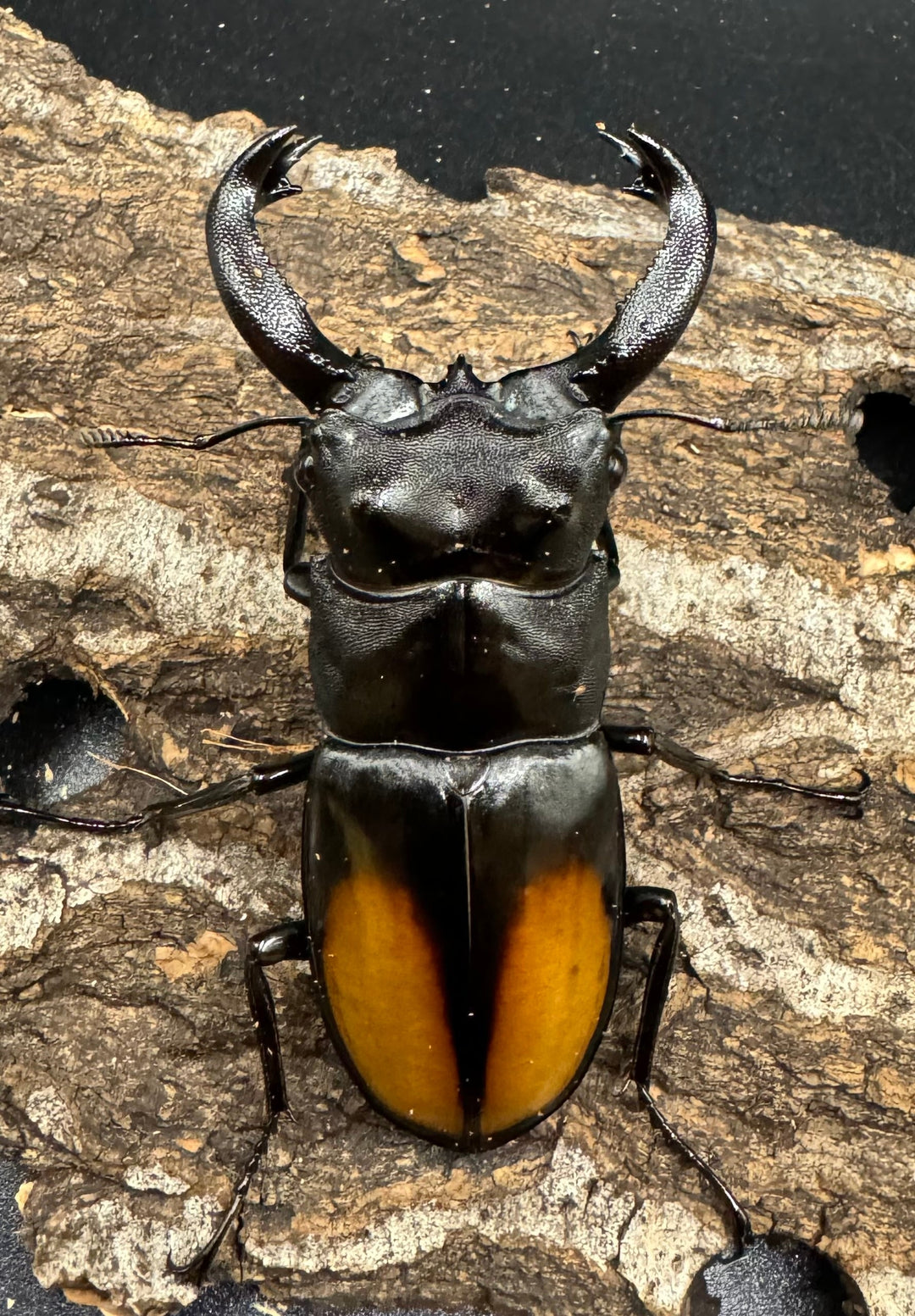 【WD】《セアカフタマタ（パリーフタマタ） 77mm ペア》