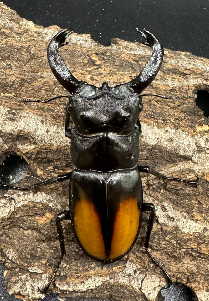 【WD】《セアカフタマタ（パリーフタマタ） 77mm ペア》