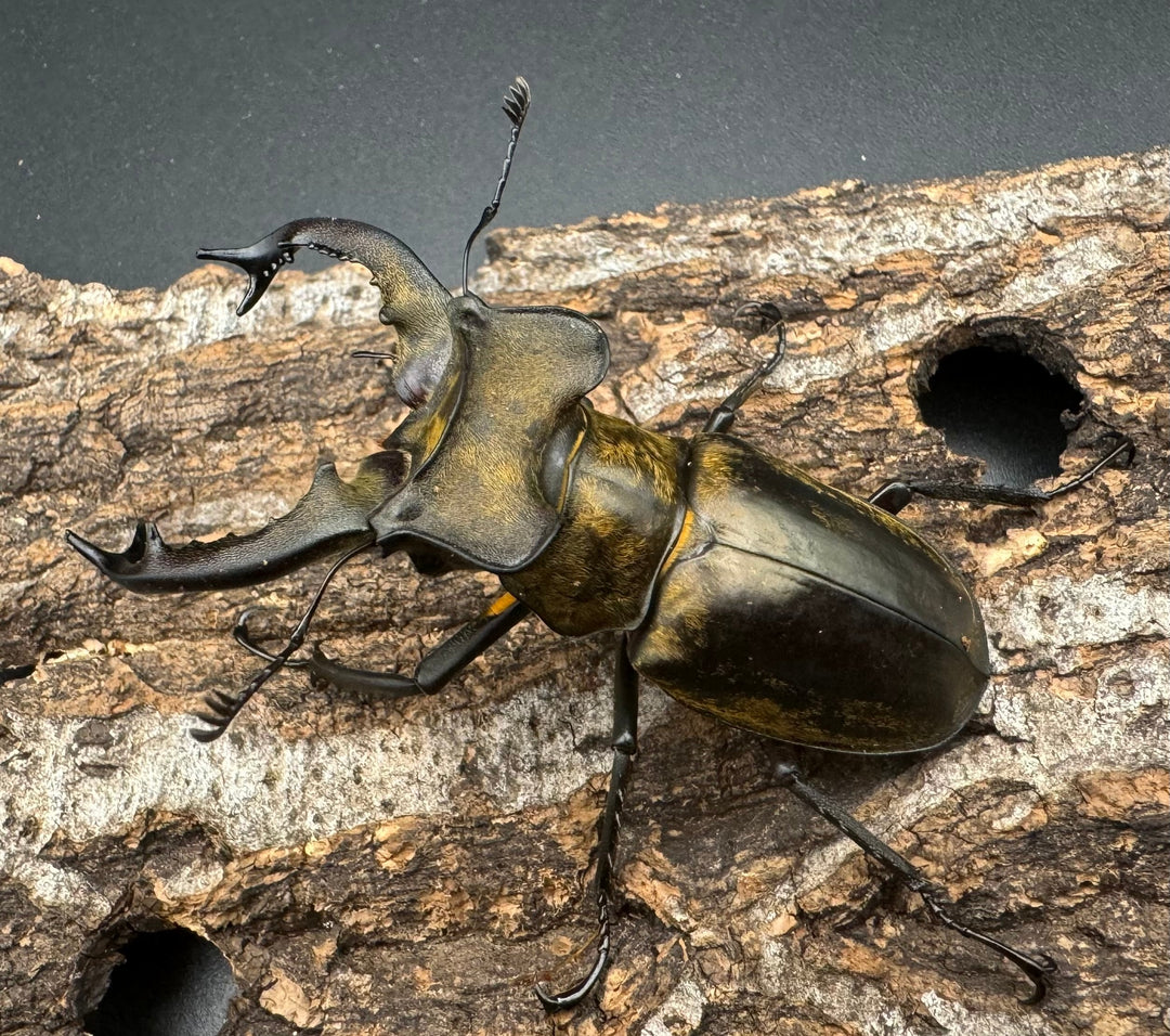 【WD】《セリケウスミヤマ原名亜種 66mm ペア》