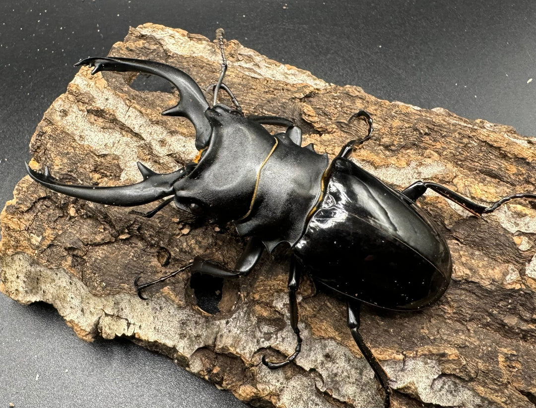 【WD】《インターメディアツヤクワガタ 88mm ペア》