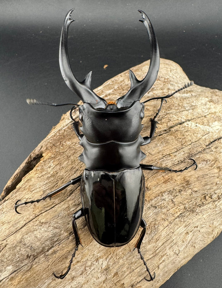 【WD】《インターメディアツヤクワガタ ネグロス島産 96mm ペア》