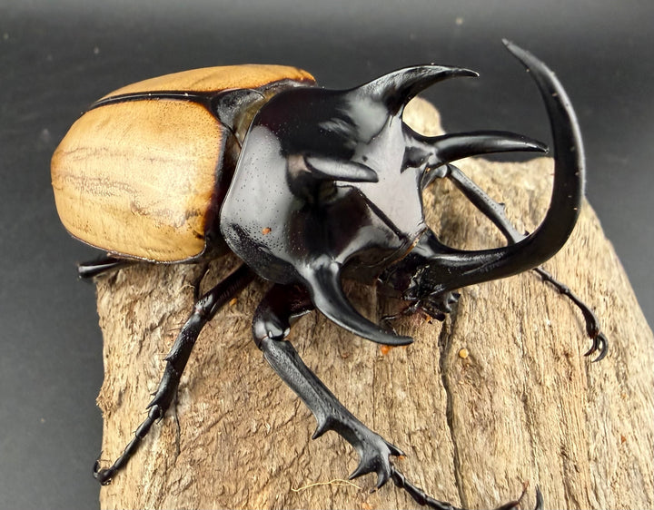 【WD】《ゴホンツノカブト原名亜種 タイ産 83mm ペア》