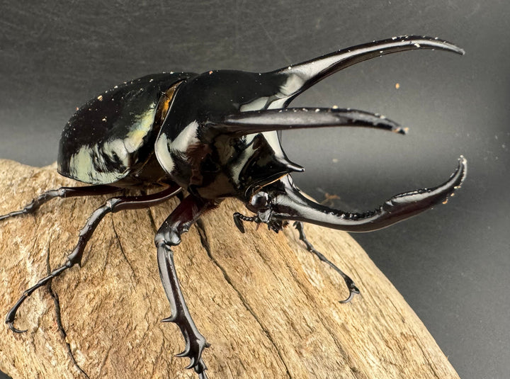 【WD】《アトラスオオカブト亜種マンテツ ラオス産 88mm ペア》