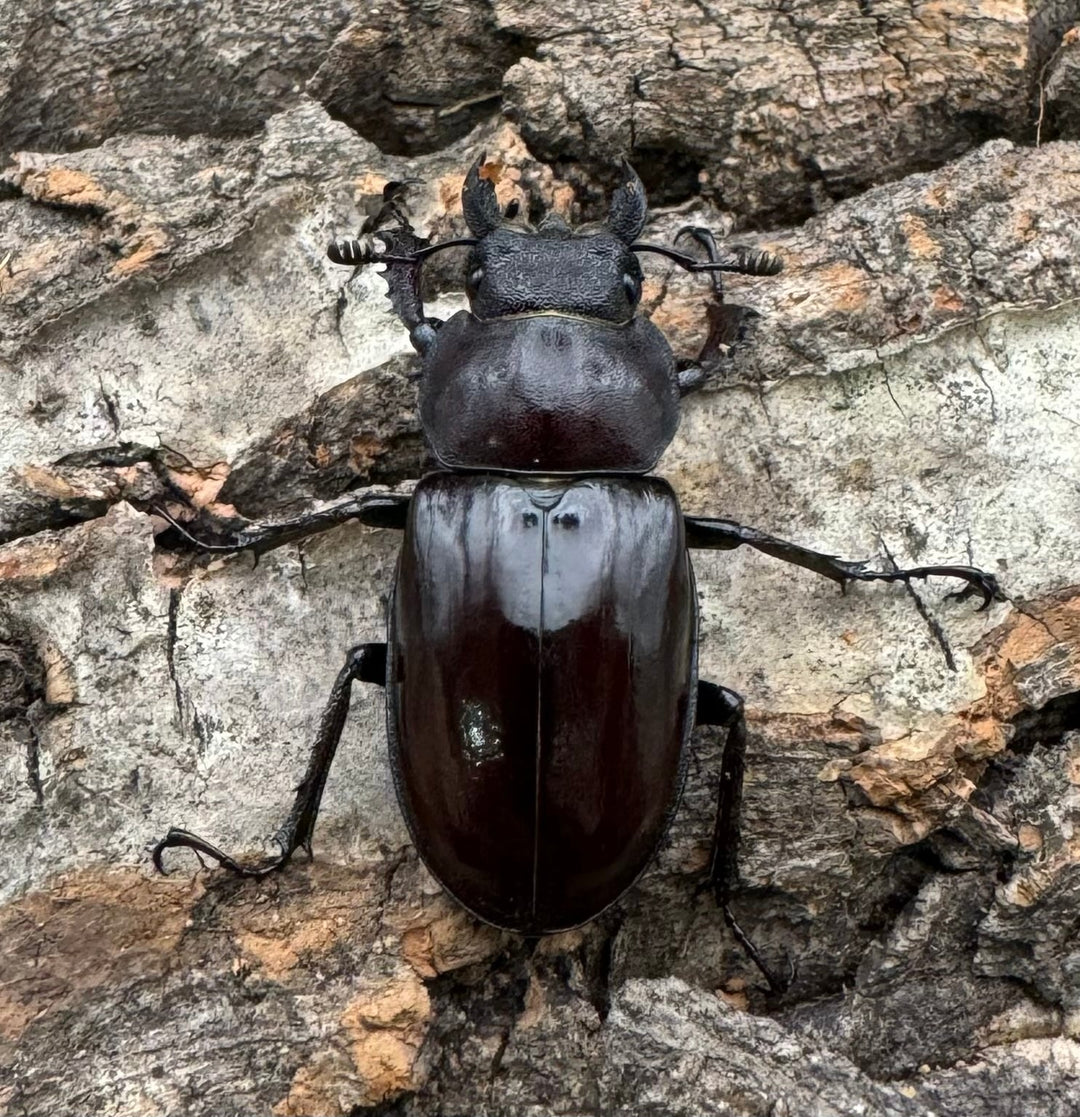 【WD】《ミヤマクワガタ 福島県産 ペア》