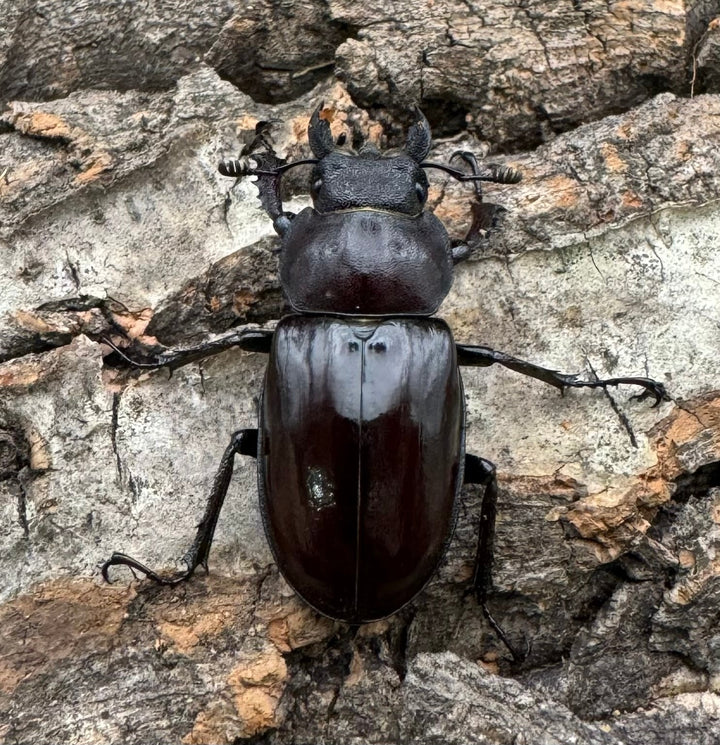 【WD】《ミヤマクワガタ 福島県産 ペア》
