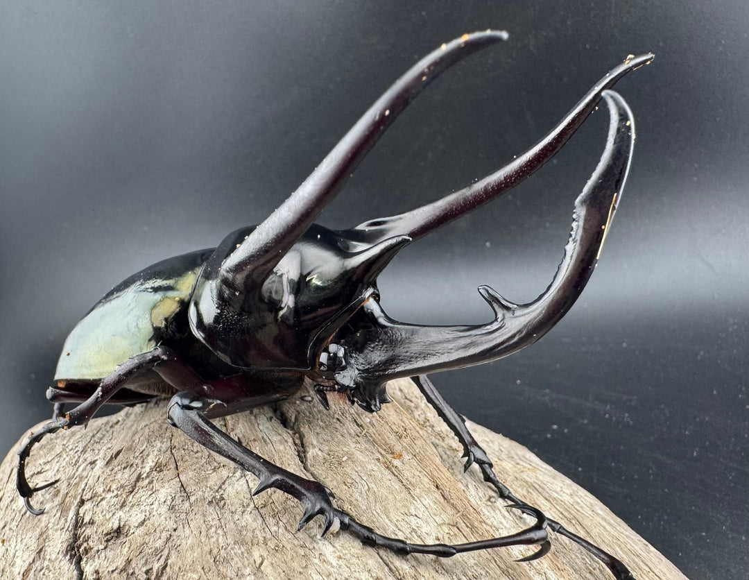 【WD】良型《ジャワコーカサスオオカブト 106mm ペア》