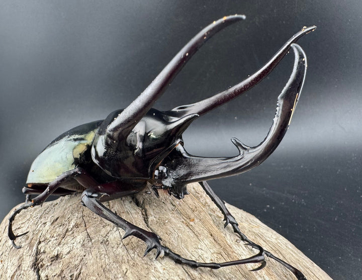 【WD】良型《ジャワコーカサスオオカブト 106mm ペア》