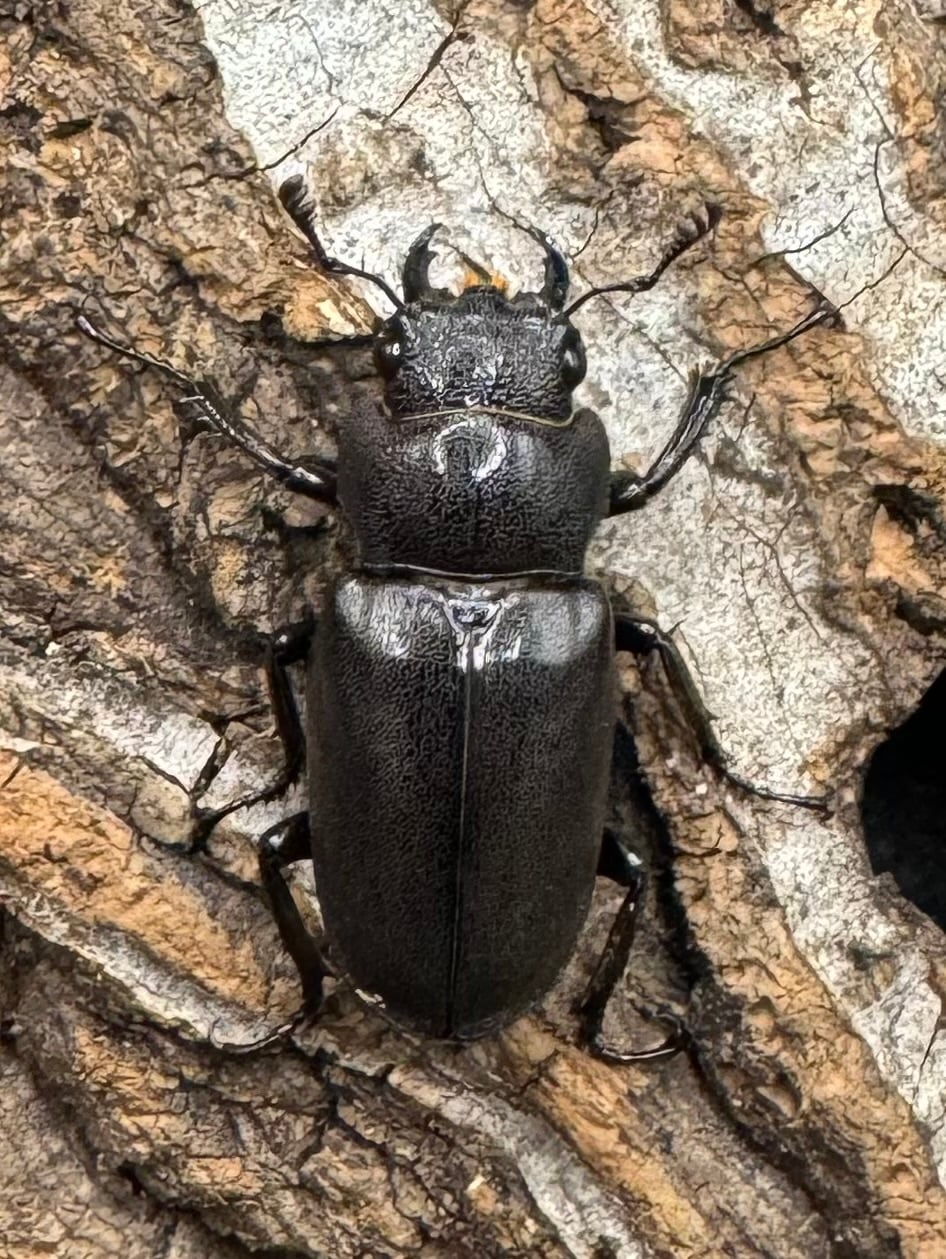 【美麗】《メタリフェルホソアカ 69mm ペア》わたくわ氏ブリード個体