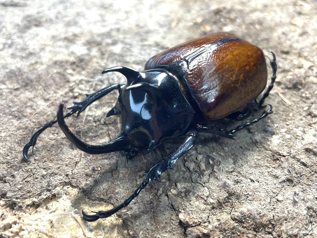 【WD】《スキットゴホンツノカブト ♀単》