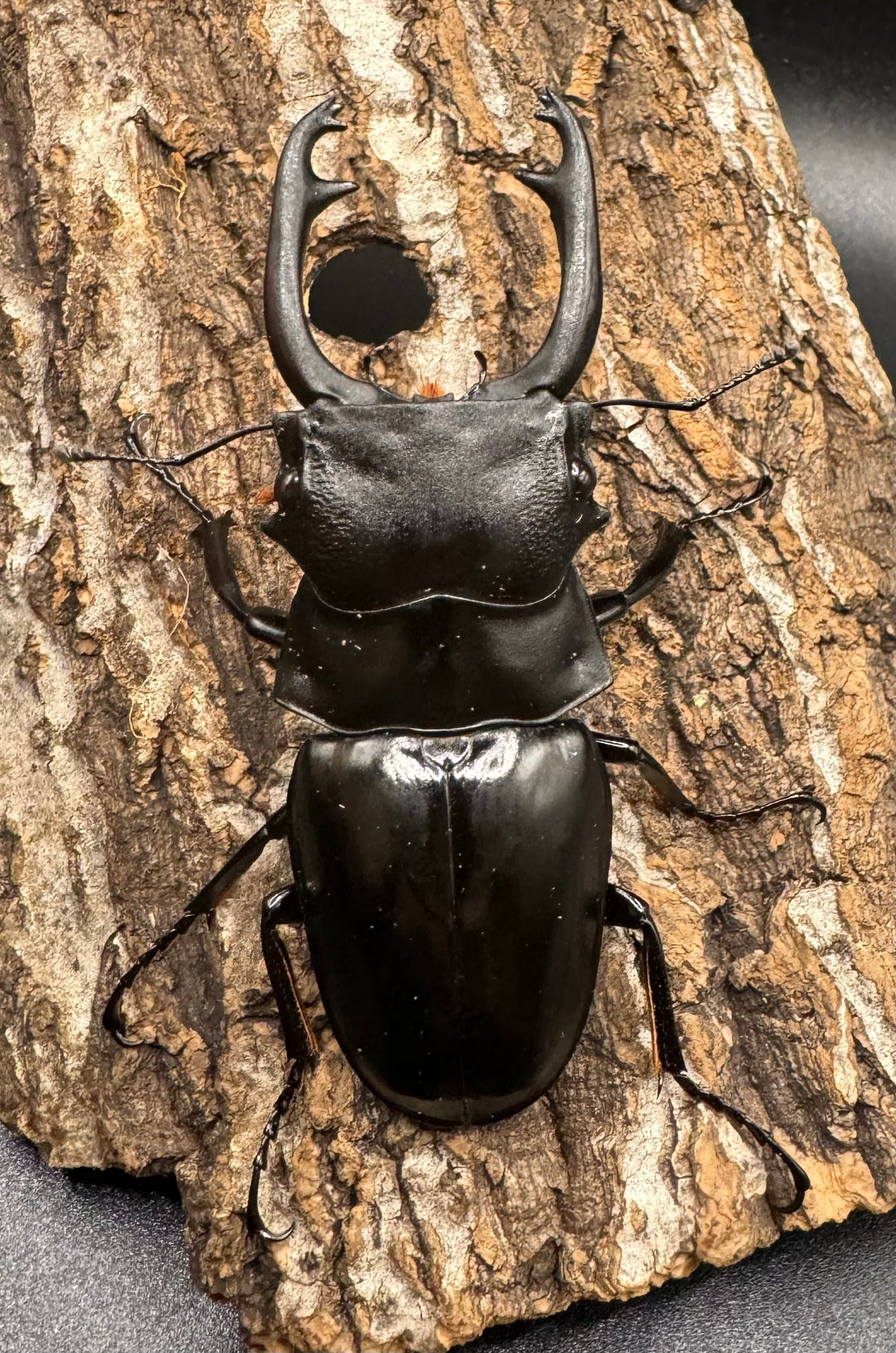 【WD】《スティーブンスツヤ亜種mamaesaensis 黒化型 76.5mm ペア》