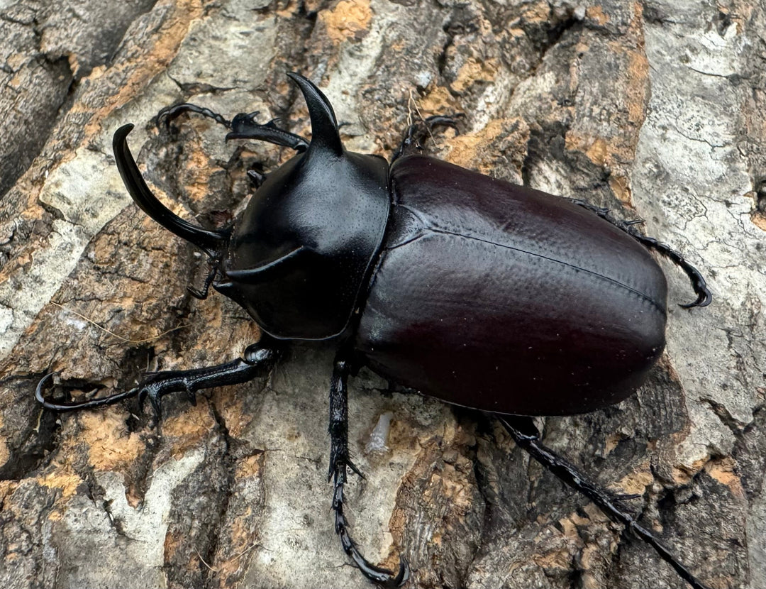 【WD】《シャムゴホンツノカブト 58mm B品ペア》