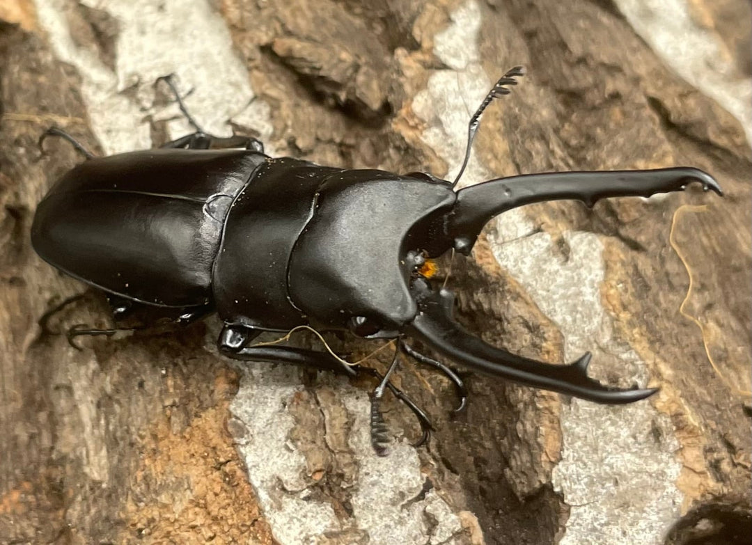 【WD】《ポレクトゥスノコギリクワガタ 50mmUP ペア》