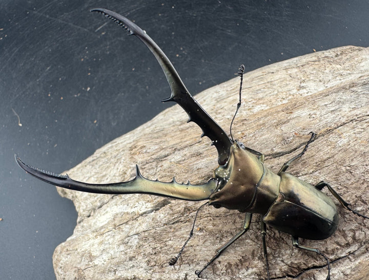 【WD】《メタリフェルホソアカ亜種finae 84mm ペア》